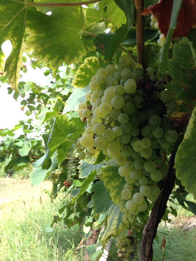 Azienda Agricola Campion ヴァルドッビアーデネ エクステリア 写真