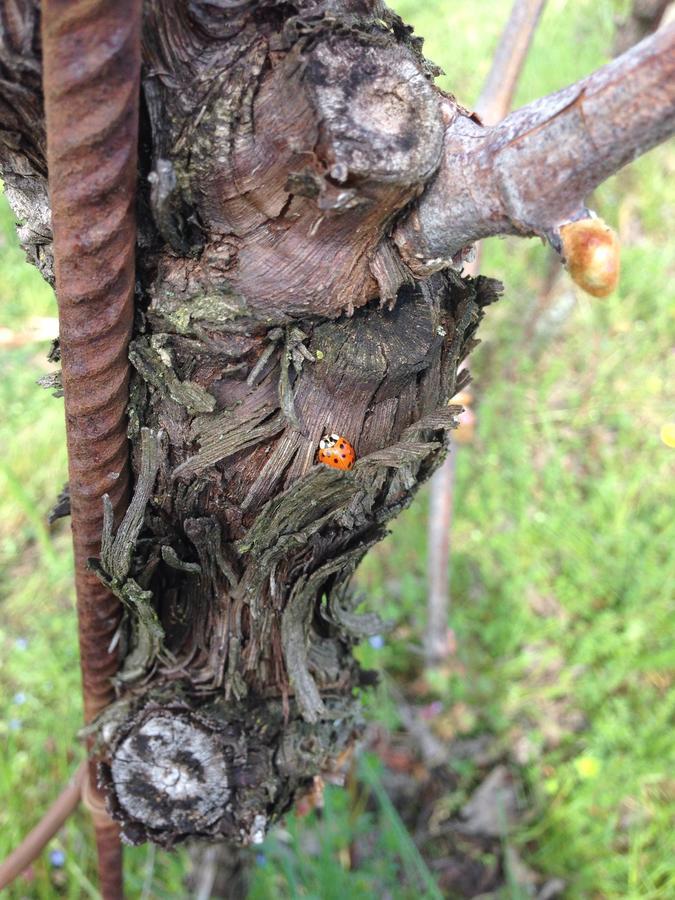 Azienda Agricola Campion ヴァルドッビアーデネ エクステリア 写真